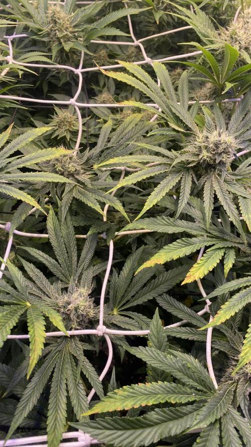 Sticky Wasabi Triploid  Growers Choice. Week 12 - day 49 5/5/2026
