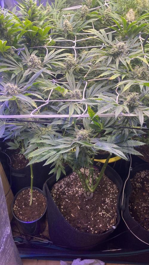 Sticky Wasabi Triploid  Growers Choice. Week 12 - day 49 5/5/2026