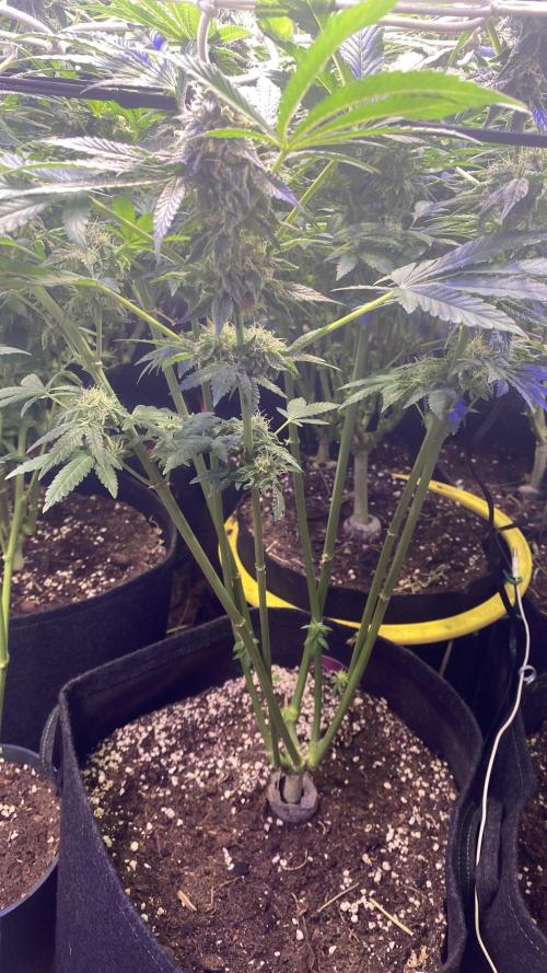 Sticky Wasabi Triploid  Growers Choice. Week 12 - day 49 5/5/2026