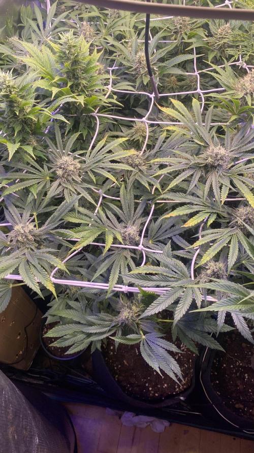 Sticky Wasabi Triploid  Growers Choice. Week 12 - day 49 5/5/2026