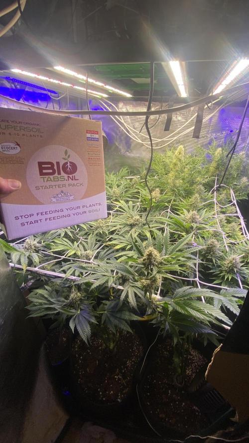 Sticky Wasabi Triploid  Growers Choice. Week 12 - day 49 5/5/2026