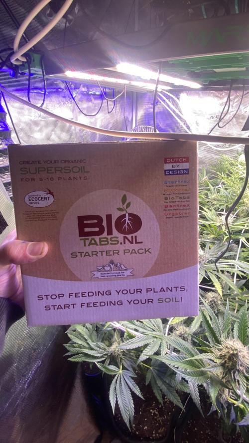 Sticky Wasabi Triploid  Growers Choice. Week 12 - day 49 5/5/2026