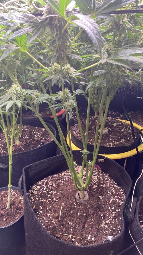 Sticky Wasabi Triploid  Growers Choice. Week 13 - Day 57 13-05-2026