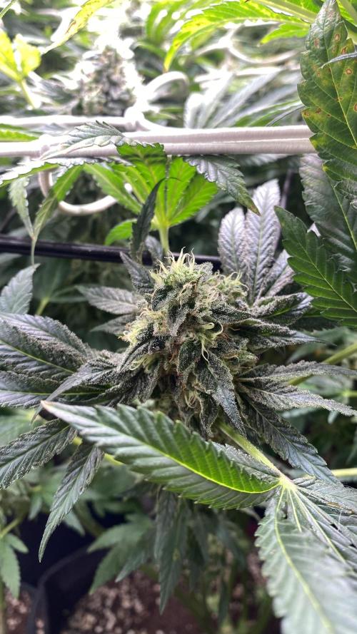 Sticky Wasabi Triploid  Growers Choice. Week 13 - Day 57 13-05-2026