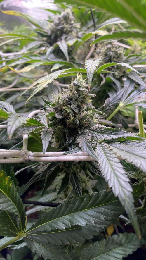 Sticky Wasabi Triploid  Growers Choice. Week 13 - Day 57 13-05-2026