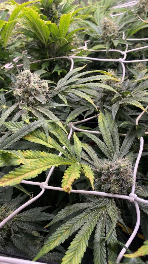 Sticky Wasabi Triploid  Growers Choice. Week 13 - Day 57 13-05-2026