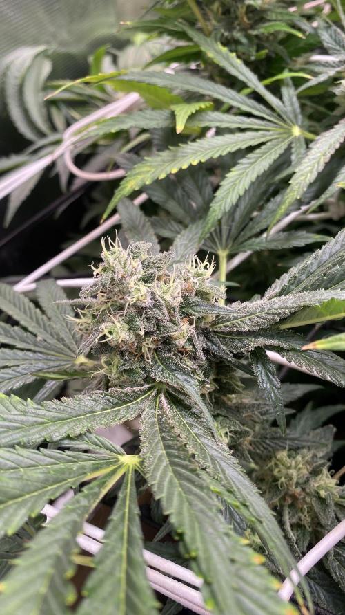 Sticky Wasabi Triploid  Growers Choice. Week 13 - Day 57 13-05-2026