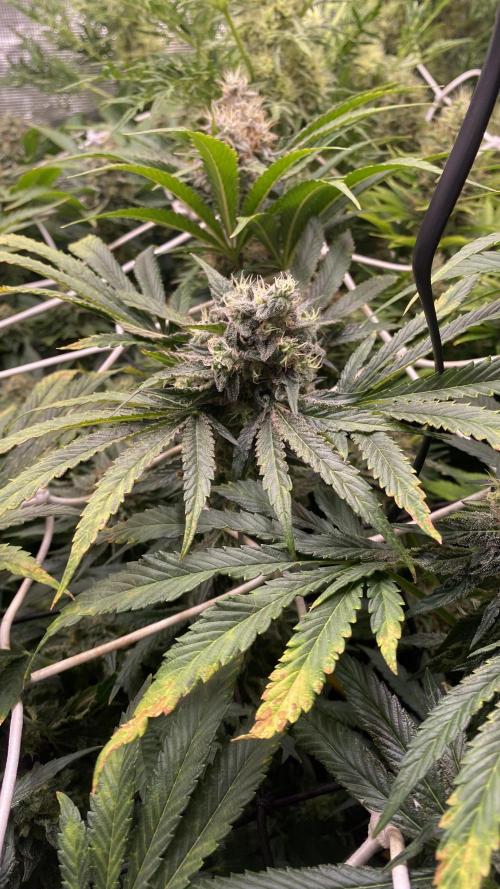 Sticky Wasabi Triploid  Growers Choice. Week 13 - Day 57 13-05-2026