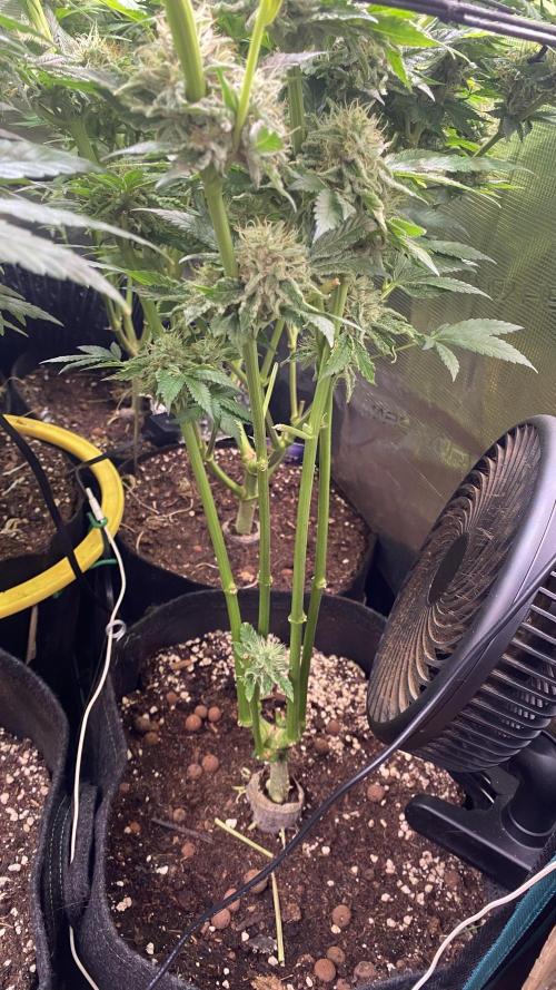 Papaya Frosting - Barneys Farm. Week 13 - day 57 13/05/2026