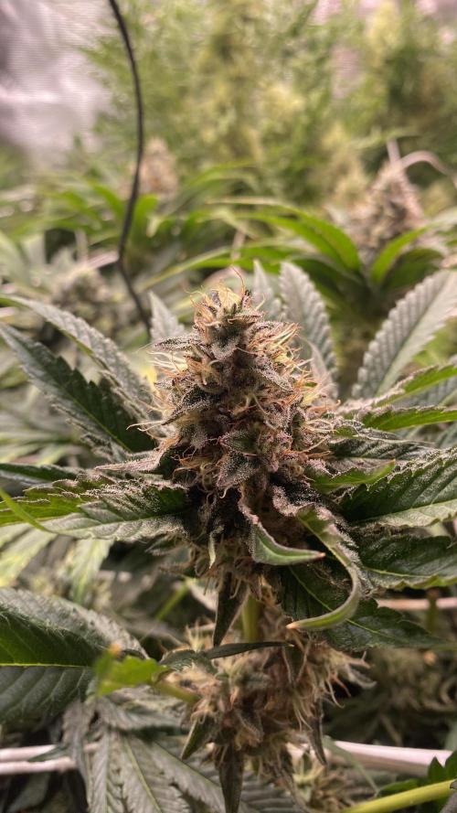 Papaya Frosting - Barneys Farm. Week 13 - day 57 - 13/05-2026