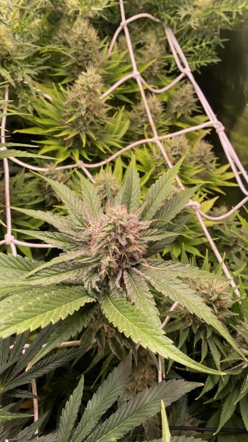 Papaya Frosting - Barneys Farm. Week 13 - day 57 - 13/05-2026