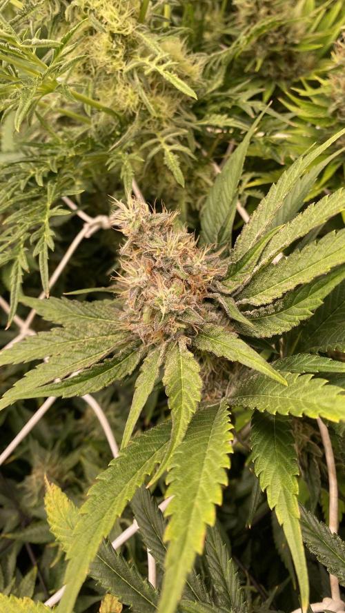 Papaya Frosting - Barneys Farm. Week 13 - day 57 - 13/05-2026