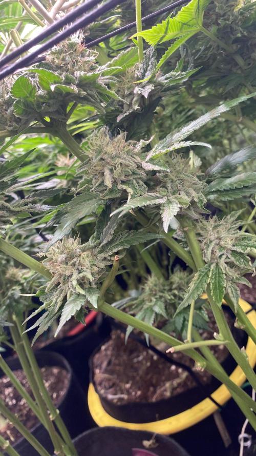 Papaya Frosting - Barneys Farm. Week 13 - day 57 - 13/05-2026