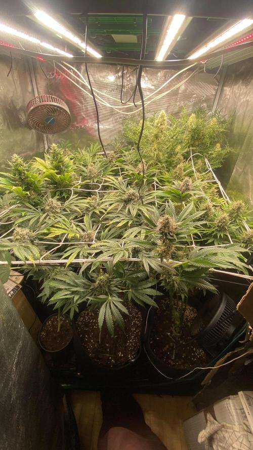 Papaya Frosting - Barneys Farm. Week 13 - day 57 - 13/05/2026