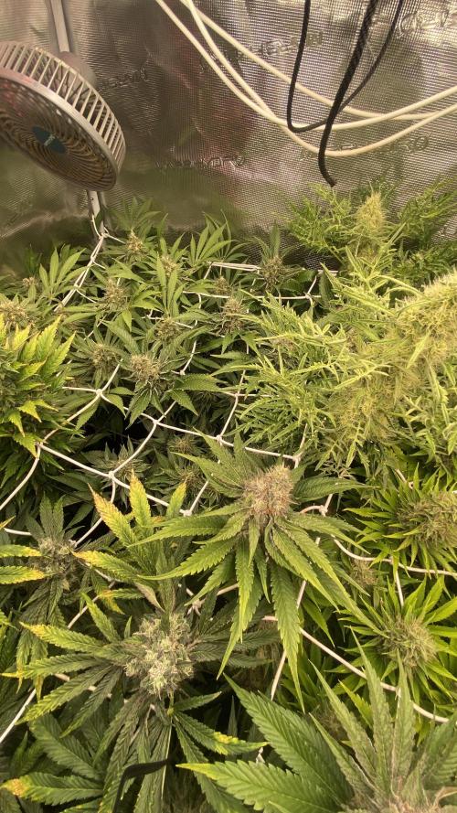 Papaya Frosting - Barneys Farm. Week 13 - day 57 - 13/05-2026