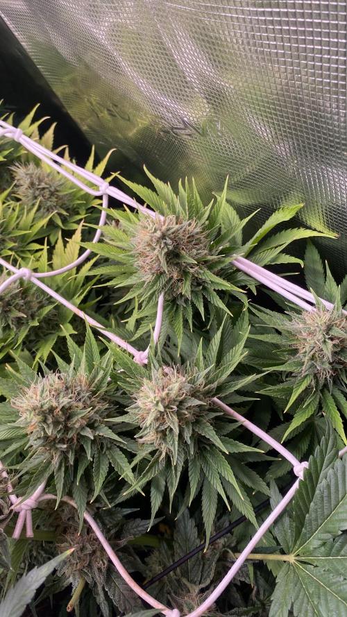 Eternity Growcup 2026 - Sticky Broccoli. Week 14 - day 57 - 13/05/2026