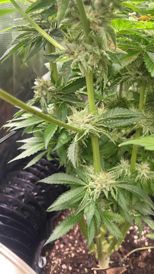 Zamnesia - Hindu Kush - Landrace - Fem. Week 13 - day 57