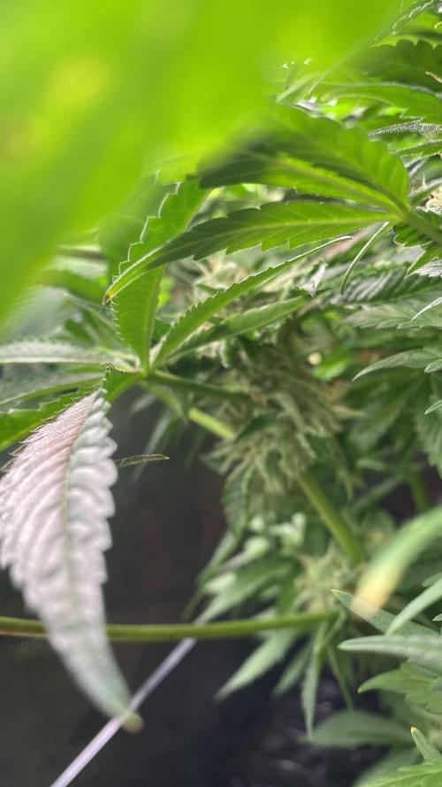 Zamnesia - Hindu Kush - Landrace - Fem. Week 13 - day 57