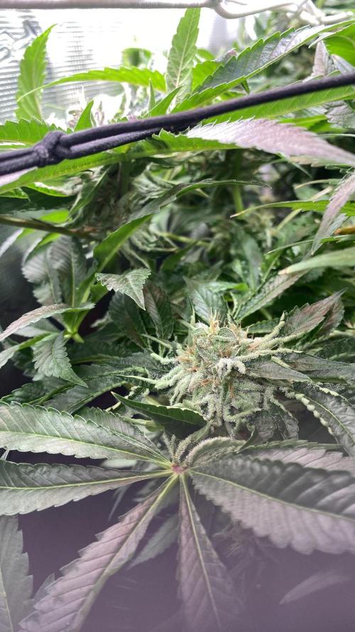 Zamnesia - Hindu Kush - Landrace - Fem. Week 13 - day 57