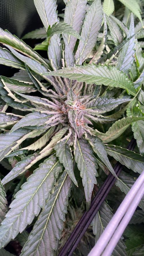 Zamnesia - Hindu Kush - Landrace - Fem. Week 13 - day 57