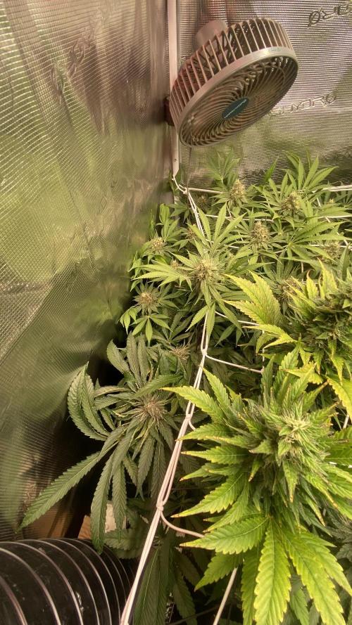 Zamnesia - Hindu Kush - Landrace - Fem. Week 13 - day 57