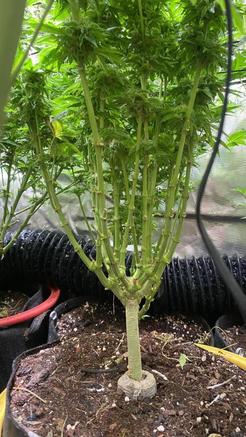 Grandpa Zombie Genetics Fem - Izi Farms. Week 15 - day 57