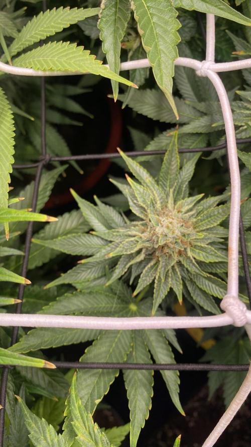 Grandpa Zombie Genetics Fem - Izi Farms. Week 15 - day 57