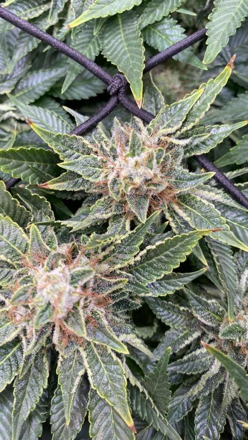 Grandpa Zombie Genetics Fem - Izi Farms. Week 15 - day 57