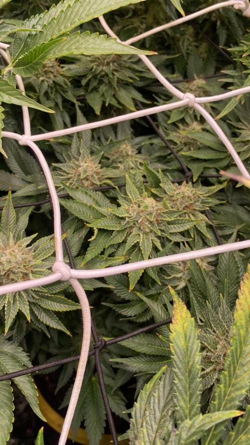 Grandpa Zombie Genetics Fem - Izi Farms. Week 15 - day 57