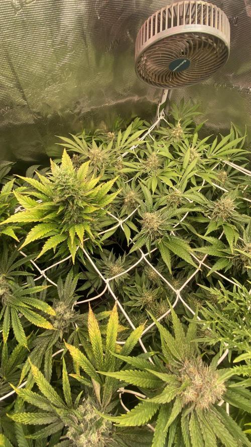 Grandpa Zombie genetics. Week 15