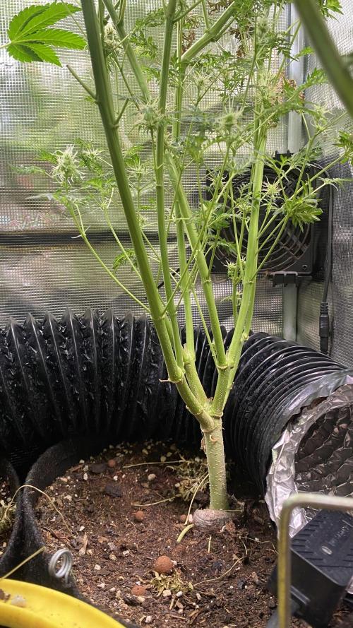 Mentha De Croco - TerpyZ. Mutant. Week 14 - day 57