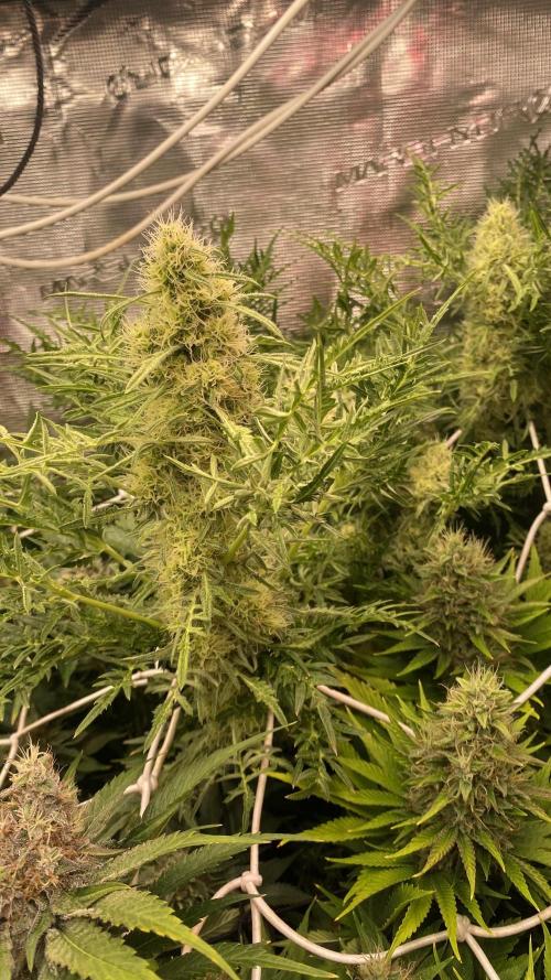Mentha De Croco - TerpyZ. Mutant. Week 14 - day 57