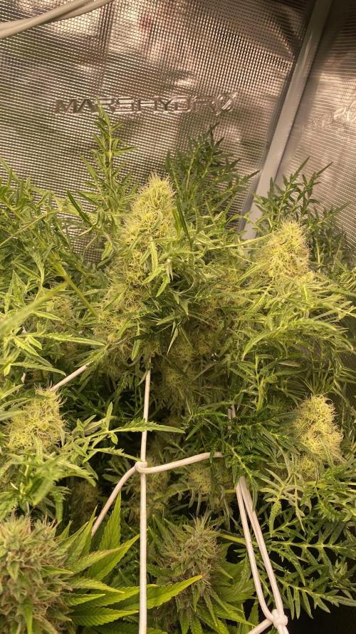 Mentha De Croco - TerpyZ. Mutant. Week 14 - day 57
