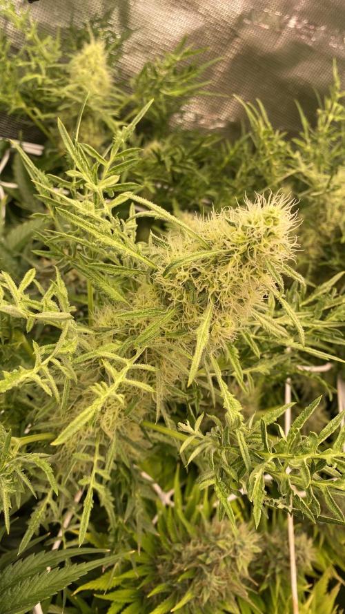Mentha De Croco - TerpyZ. Mutant. Week 14 - day 57