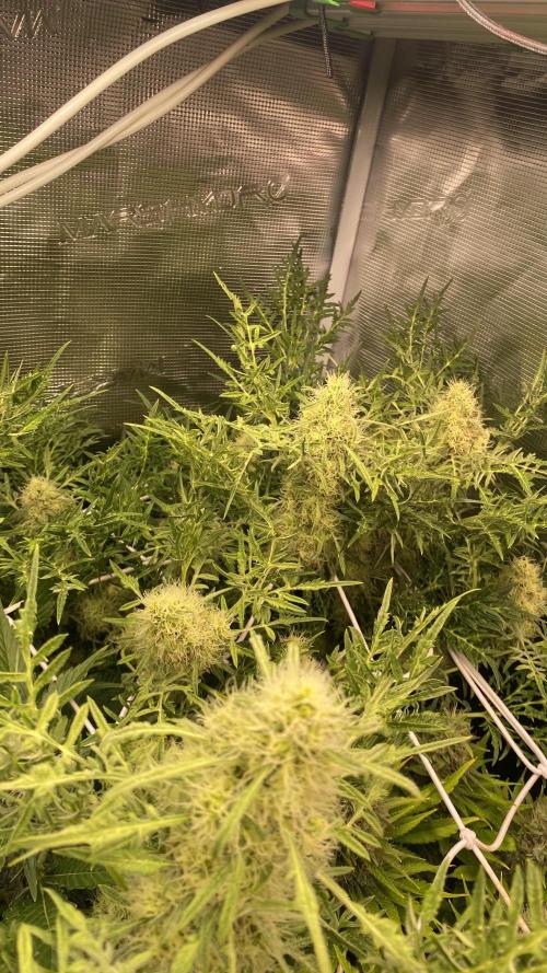 Mentha De Croco - TerpyZ. Mutant. Week 14 - day 57