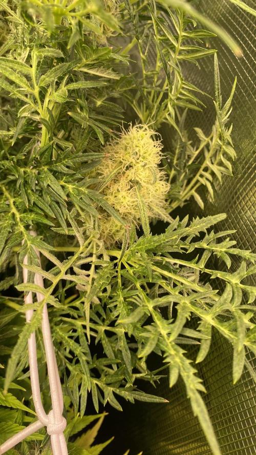 Mentha De Croco - TerpyZ. Mutant. Week 14 - day 57