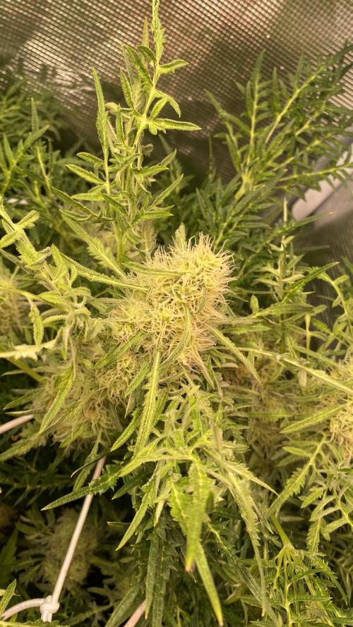 Mentha De Croco - TerpyZ. Mutant. Week 14 - day 57