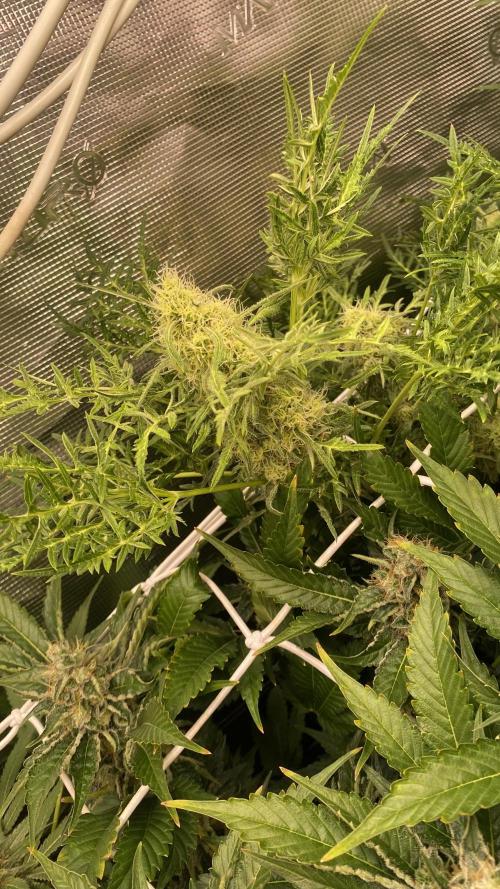 Mentha De Croco - TerpyZ. Mutant. Week 14 - day 57