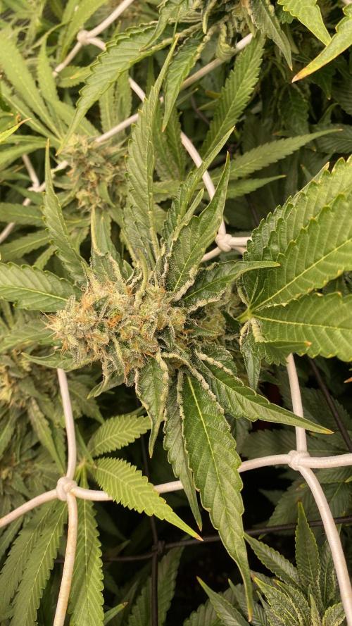 Tom Hills - Deep Chunk - reg photo. Week 14 - day 57