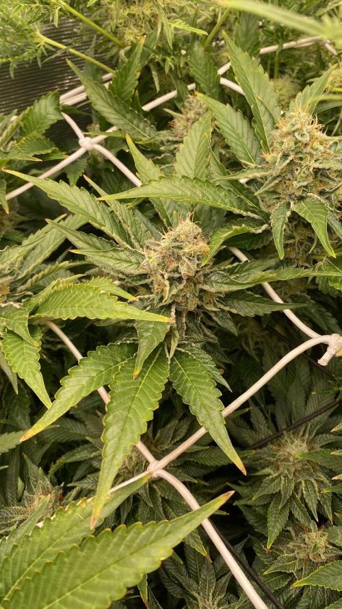 Tom Hills - Deep Chunk - reg photo. Week 14 - day 57