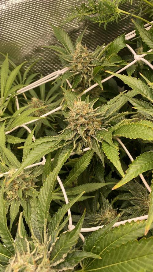 Tom Hills - Deep Chunk - reg photo. Week 14 - day 57
