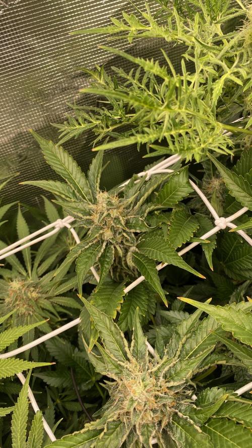 Tom Hills - Deep Chunk - reg photo. Week 14 - day 57