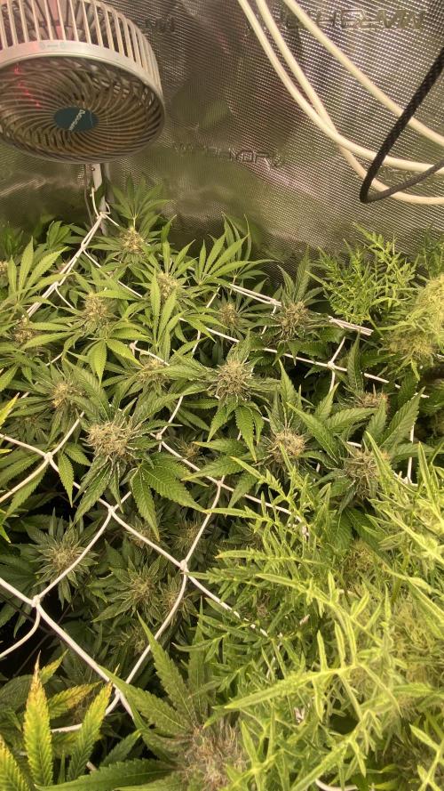 Tom Hills - Deep Chunk - reg photo. Week 14 - day 57