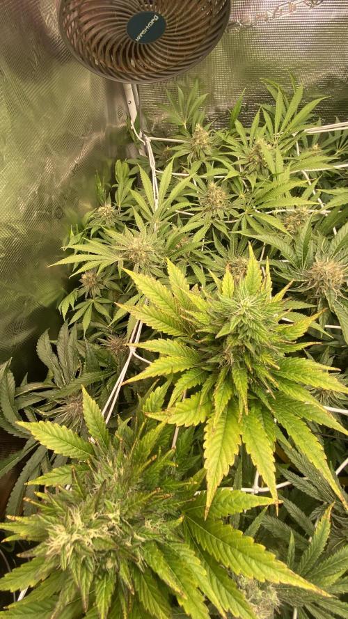 Mazar Kush - World Of Seeds. Week 14 - day 57