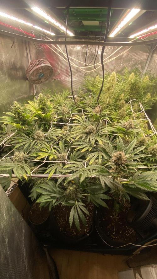Mazar Kush - World Of Seeds. Week 14 - day 57