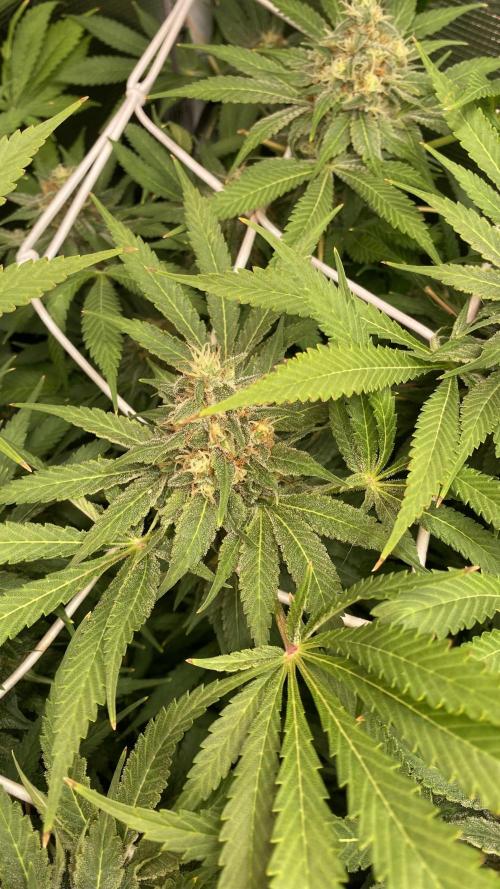 Mazar Kush - World Of Seeds. Week 14 - day 57