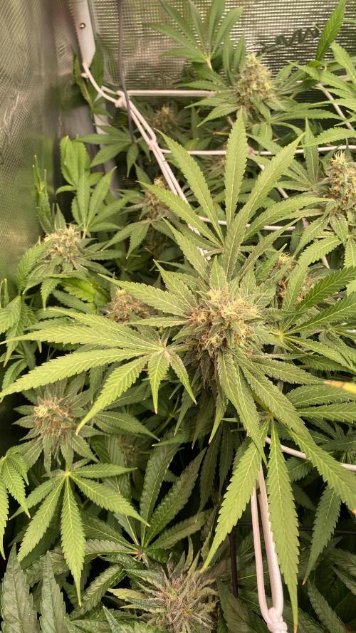 Mazar Kush - World Of Seeds. Week 14 - day 57