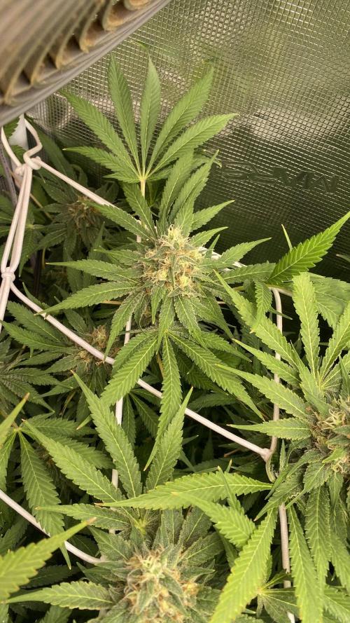 Mazar Kush - World Of Seeds. Week 14 - day 57