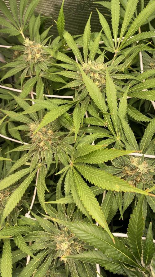 Mazar Kush - World Of Seeds. Week 14 - day 57