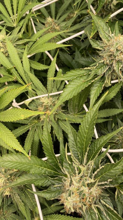Mazar Kush - World Of Seeds. Week 14 - day 57